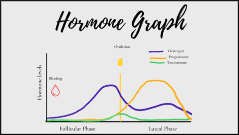 Getting to know YOUR menstrual cycle.
